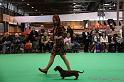 Crufts2011_2 1650